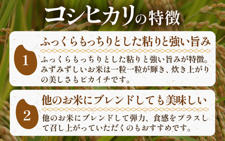【令和5年産】特別栽培米 コシヒカリ 5kg 無洗米 低農薬 《食味値85点以上！こだわり極上無洗米》  / 福井県 あわら 北陸 米 お米 人気