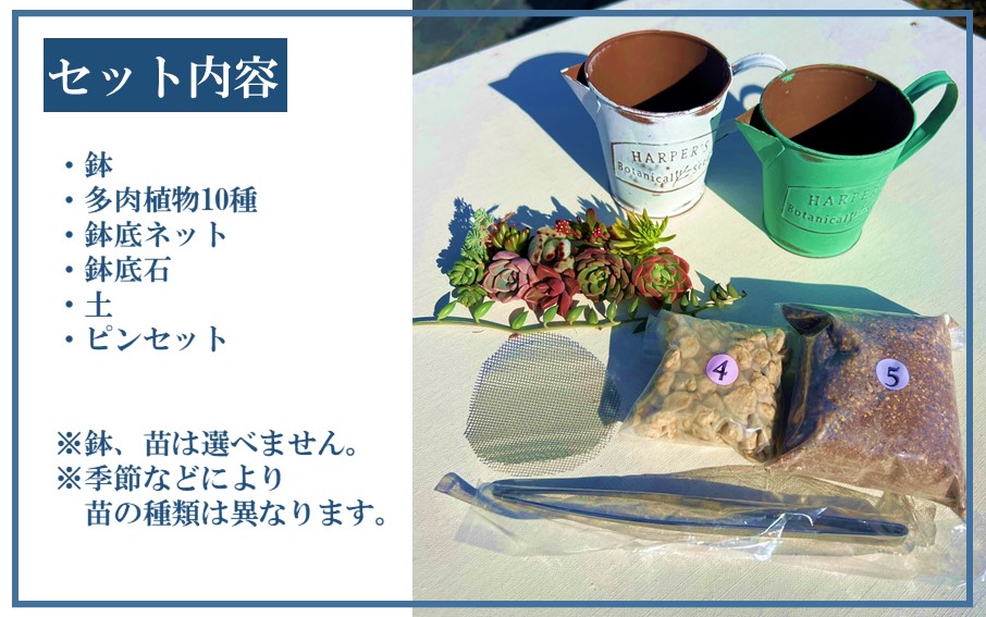 自分で植える多肉植物/セダム系苗※ピンセット付きAセット