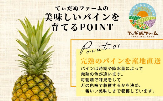《2026年7月上旬頃より順次発送》＜先行予約＞ 石垣島産 ハワイ種パイン 2?3玉 約3kg | 産地直送 石垣島産 石垣 完熟 パイン パイナップル