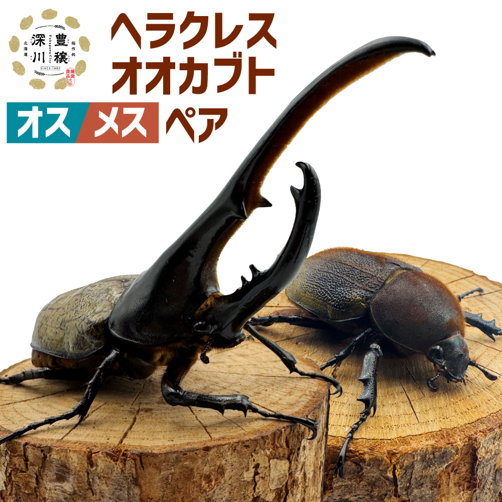 【ふるさと納税】【指定日必須】ヘラクレスオオカブト オス・メスペア（オスサイズ：大140～160mm、メスサイズ：フリーサイズ） 各1匹 カブトムシ かぶとむし 昆虫 成虫 むし 生き物 生体 飼育 子供 プレゼント 北海道 深川市 送料無料 【2026年3月上旬～12月下旬発送予定】