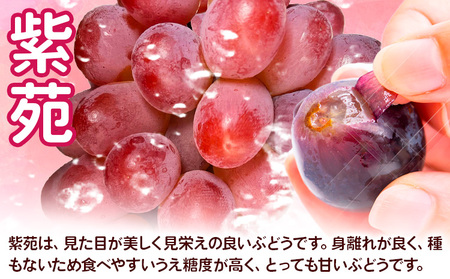 紫苑 700g以上1房【配送不可地域あり】　ぶどう