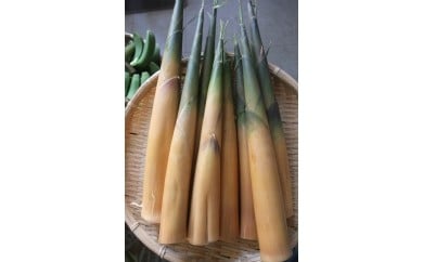 大名たけのこ【５月以降出荷】
