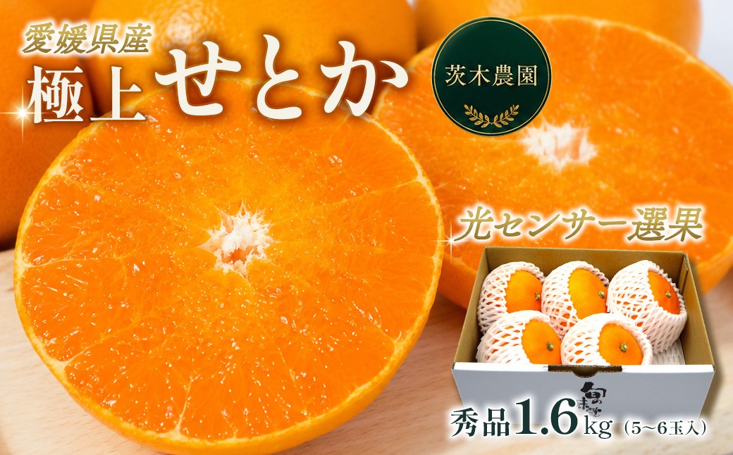 
                  せとか 愛媛県西条市 茨木農園の極上せとか （約1.6kg・5～6個）  【先行予約・2027年2月下旬～3月発送】｜ せとか セトカ みかん ミカン 柑橘 せとか 愛媛県 柑橘の大トロ せとか 高級柑橘 フルーツ くだもの 果実 人気 甘い ジューシー 産地直送 愛媛 西条市
                
