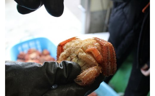 【訳あり】【令和8年発送】三陸産！活毛ガニ 10kg【2026年2月~4月発送】【配送日指定不可】
