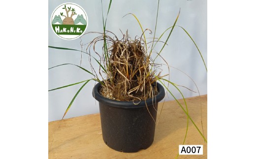 キセロフィタ トリコフィラ (発根管理済) A007｜観葉植物 コーデックス 盆栽 鉢植え インテリア ハコネコ [0688]