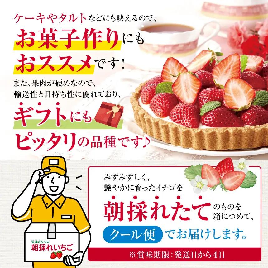 【先行予約】弘津さんちの朝採りイチゴ さちのか約500g ※令和9年1月中旬～3月発送