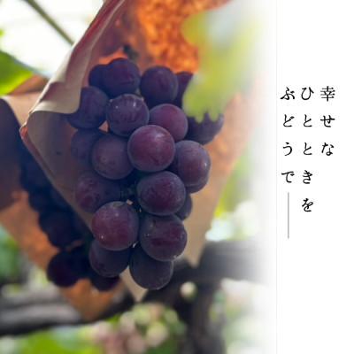 ふるさと納税 岸和田市 贈り物に 夏一番ぶどう極上あづましずく1房と極上泉州水なすぬか漬け5個 計2.5kg |  | 03