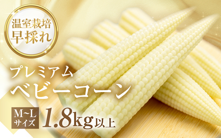 ＜先行予約＞プレミアムベビーコーン1.8kg以上　20本~25本 M～Lサイズ 