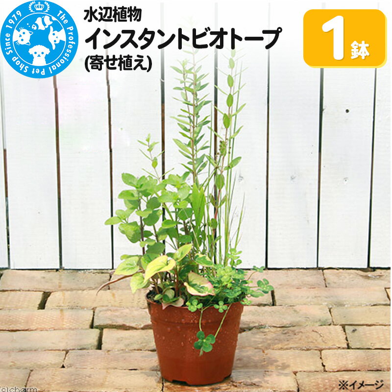 【ふるさと納税】水辺植物 インスタントビオトープ(寄せ植え)(1鉢) [株式会社チャーム charm ビオトープ 鉢 水辺植物 水生植物 インスタント・ビオトープ インスタントビオシリーズ 植物 植物生体 ガーデニング生体]