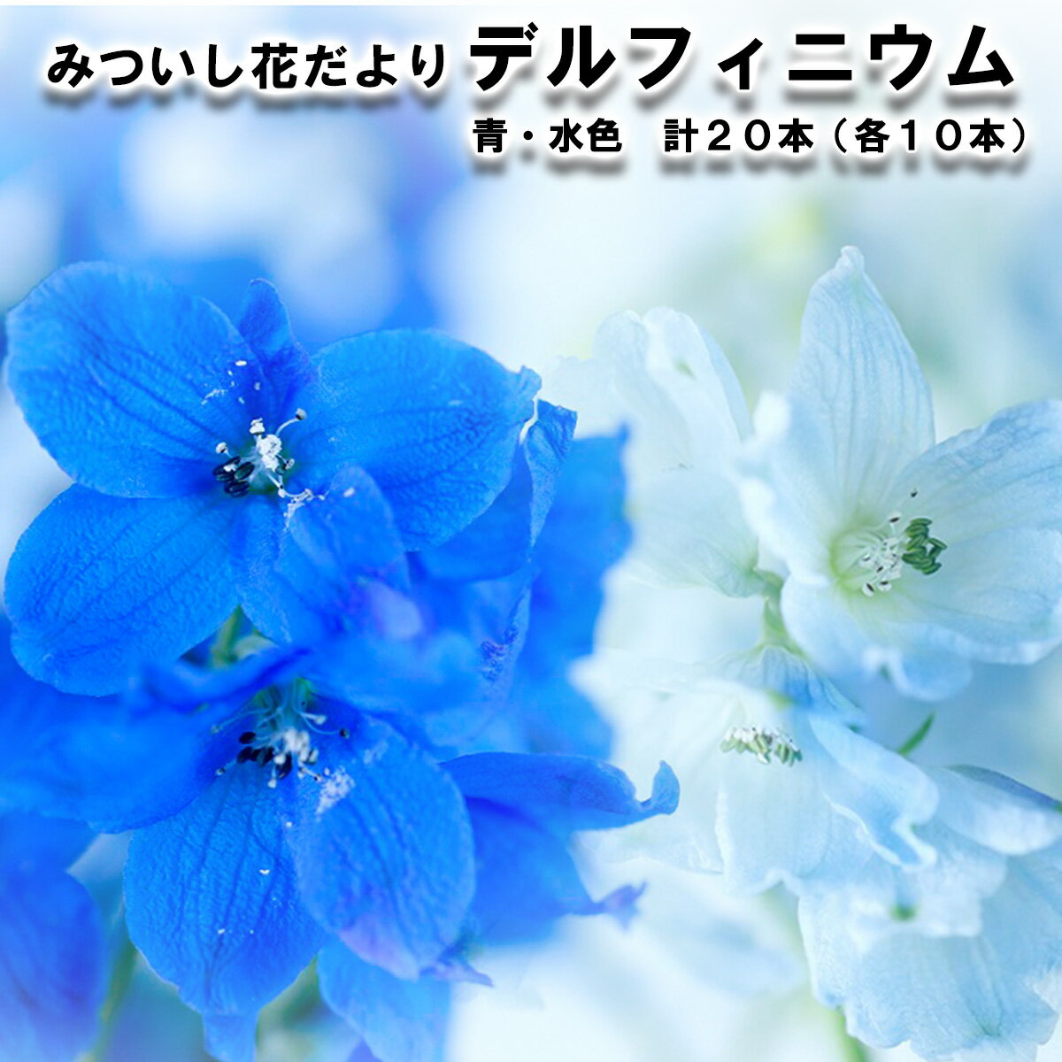 【ふるさと納税】 ＜ 2026年6月より発送 ＞ 生花 デルフィニウム 青 水色 計 20本 ( 各 10本 ) スプレータイプ冷蔵 みついし花だより 北海道 新ひだか町 ＜ 予約受付 ＞