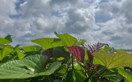 種子島 中園ファーム 熟成 安納芋 の 黄金 塩 チップス 50g×5袋