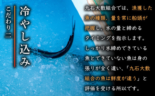 【 船上 神経締め 鮮魚 ボックス 】朝獲れ 直送 大漁コース (2025年5月出荷) 冷蔵 魚種お任せ 水揚げ 海鮮 魚介 産地直送 新鮮 天然 魚 詰め合わせ 