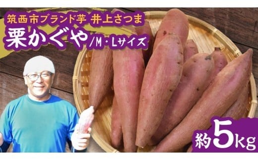 
            【 よしのいも 】 井上さつま 「 栗かぐや 」 M・Lサイズ 約5kg ( 土なし ) ブランド芋 完熟 さつまいも いも おいも 焼き芋 芋 おやつ まごころ野菜よしの [DX032ci]
          