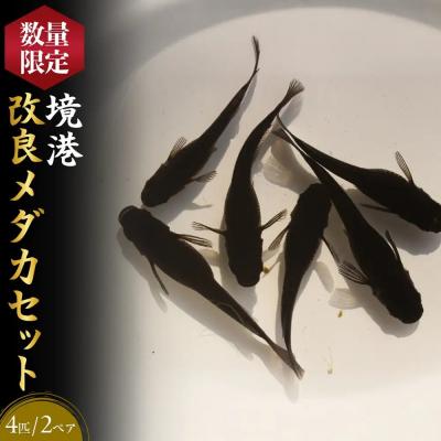 ふるさと納税 境港市 <数量限定>境港改良メダカセット(4匹・2ペア)