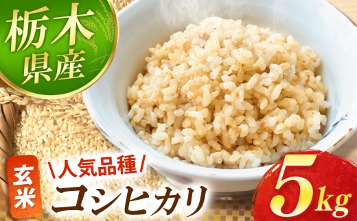真岡市産 コシヒカリ  玄米 5kg |お米  米 白米 玄米 おにぎり 日本 主食 米 おいしい おこめ 5kg 10kg 20kg 30kg 栃木県 真岡市 送料無料【栃木県 真岡市産】