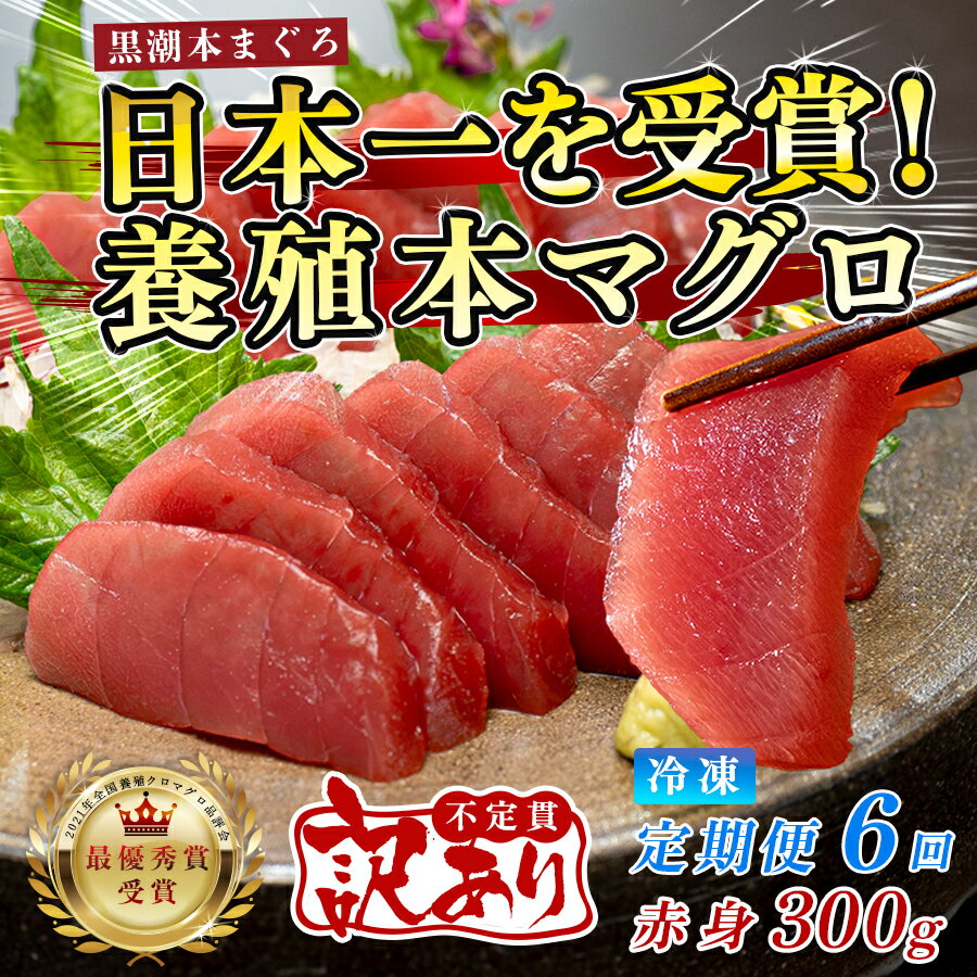 【ふるさと納税】訳あり まぐろ マグロ 本鮪 黒潮本まぐろ 赤身 定期便 6回 300g × 6回 刺身 さしみ 最優秀賞 全国養殖クロマグロ品評会 受賞 魚 魚介類 海鮮 柵 サク 冷凍 お取り寄せ 産地直送 ギフト 贈答 高知県 大月町