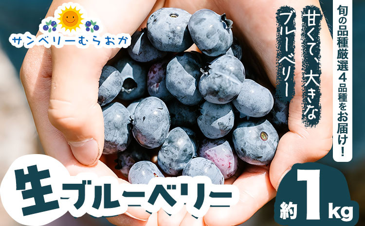 
生ブルーベリー 約1kg サンベリーむらおか 《2024年7月下旬～8月上旬頃出荷》北海道 名寄市 ブルーベリージャム フルーツ 果物 くだもの ケーキ 作り お菓子 スイーツ 贈り物 贈答用 内祝い ギフト 国産【配送不可地域あり】
