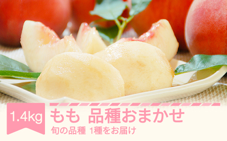 【先行予約】もも 桃 品種おまかせ 約1.4kg 令和7年産 2025年産 山形県産 果物 mm-moomx1400 ※沖縄・離島への配送不可