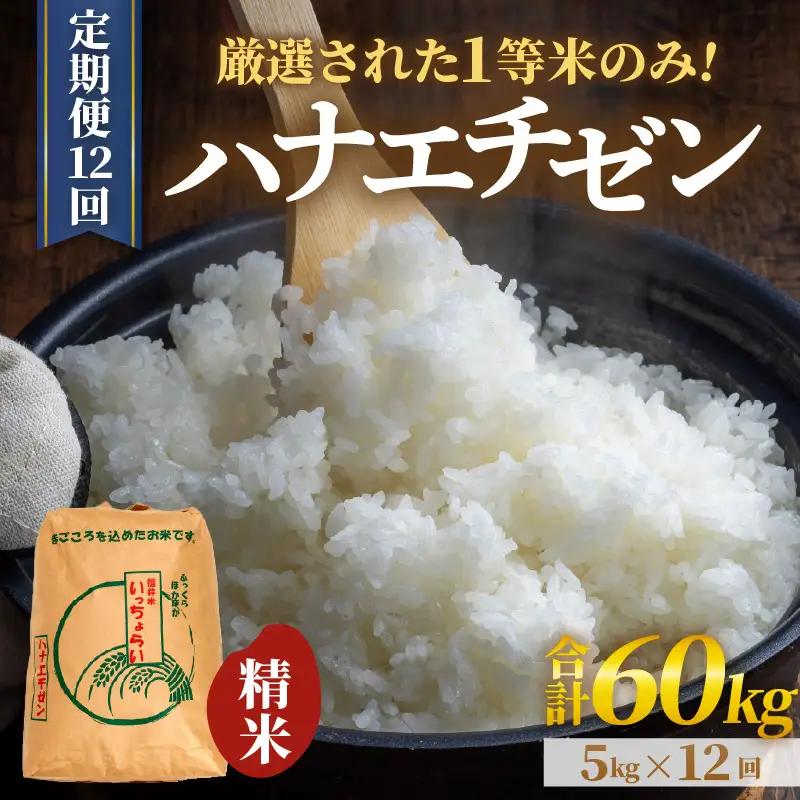 【先行予約】【令和8年産・新米】【一等米】 ＜定期便12回＞ ハナエチゼン 精米 5kg × 12回（60kg）《発送直前精米！》 ／ 福井県産 ブランド米 ご飯 白米 お米 コメ 新鮮 大賞 受賞 
