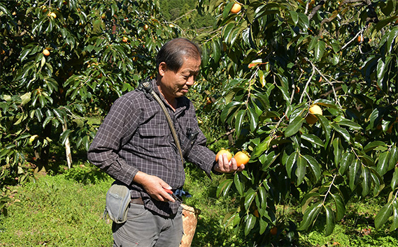 伊自良の高級干し柿 3種食べ比べセット 約630g
