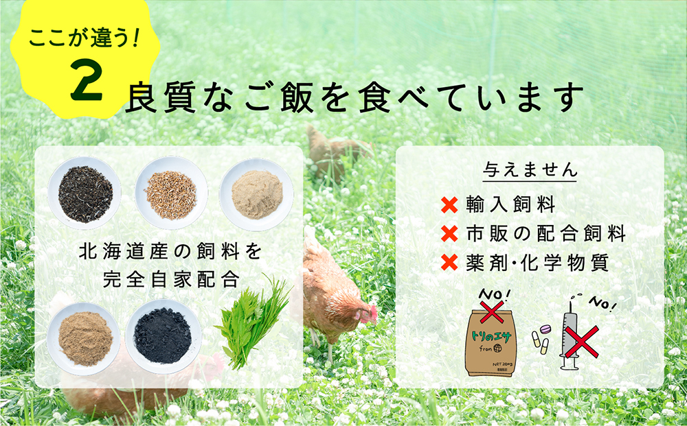 こだわりの無投薬･平飼い有精卵 50個《厚真町》【テンアール株式会社】 たまご 卵 鶏卵 玉子 生卵 平飼い 北海道 定期便  [AXAN010]