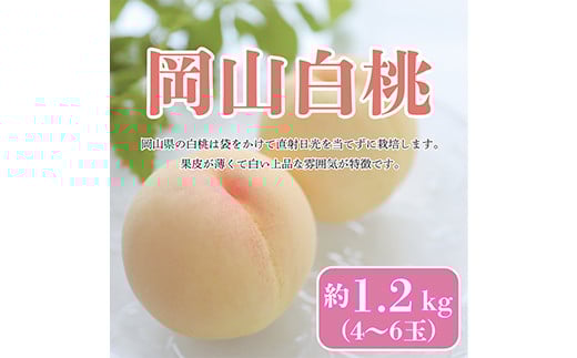 ＜2025年発送＞＜8月発送＞岡山白桃　約1.2kg(4～6玉)【1407727】