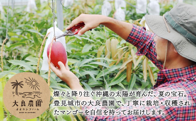 【2027年夏発送】【先行予約】プレミアム アップルマンゴー！1kg箱(2〜3玉)