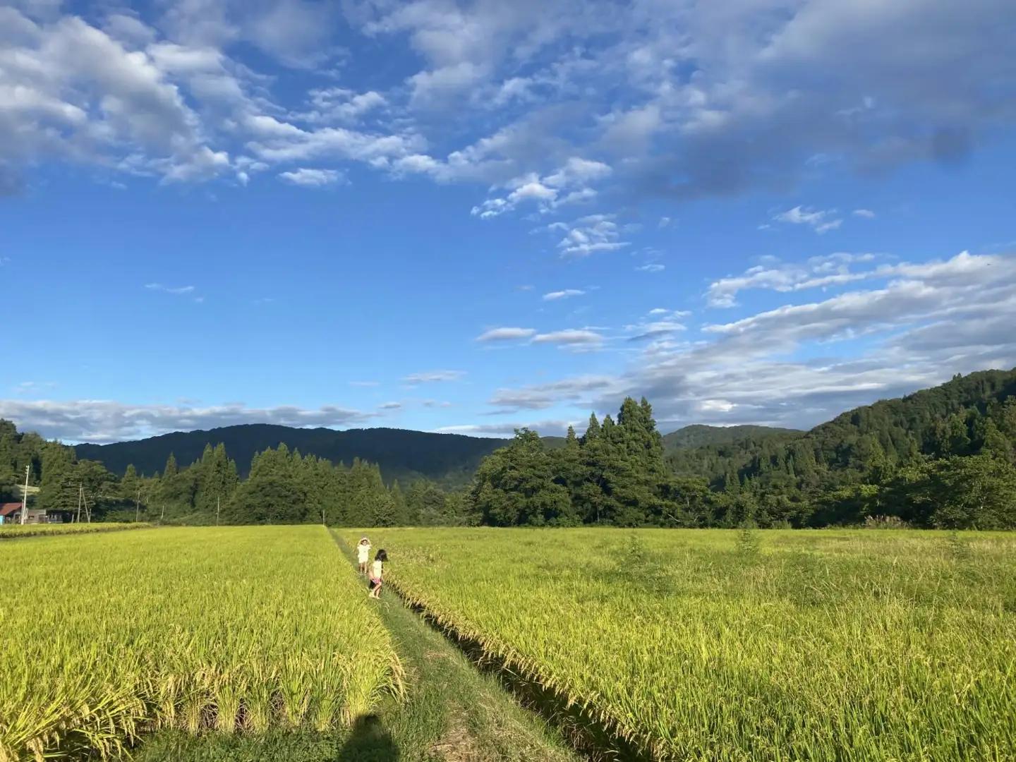 【令和８年産 新米】山形県小国町産　雪若丸5kg　きせつ家