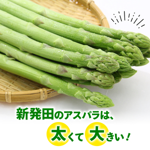 アスパラガス 800g 令和7年産 アスパラ アスパラ アスパラ アスパラ アスパラ アスパラ アスパラ JA001