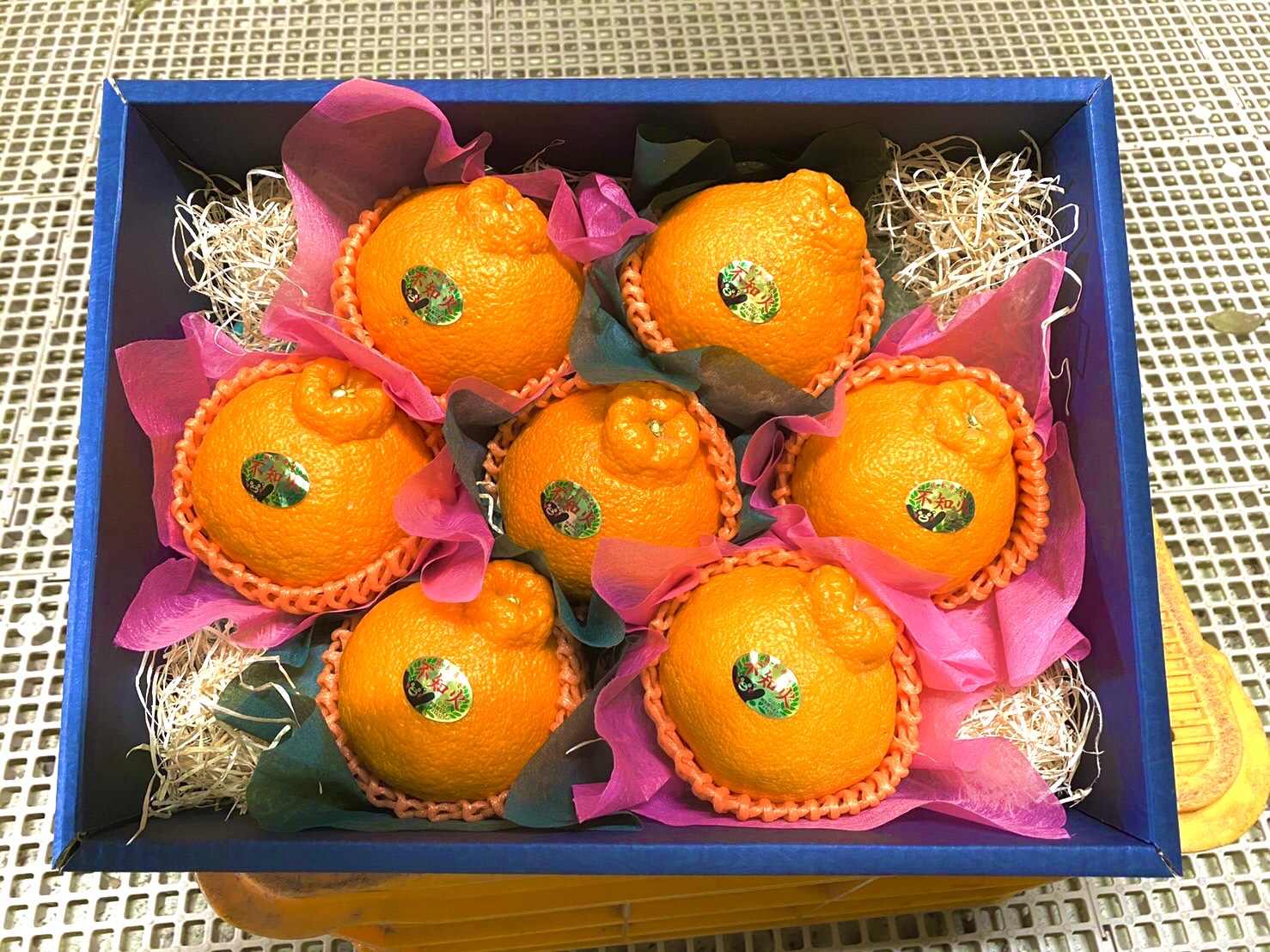 先行予約 温室ハウス栽培 プレミアム 完熟 不知火（化粧箱入り）3kg 髙橋果樹園【2025年12月上旬から2026年1月下旬発送予定】しらぬい みかん ミカン 柑橘 宇城市産不知火デコポン 不知火は