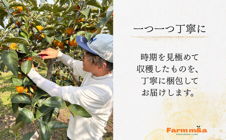 【先行予約】 真っ赤で大きくて甘い！ Farm m&aの早秋柿 4L×5個 秀品 岐阜県 大野町（2025年10月中旬～発送）農家直送 果物 フルーツ 秋の味覚 柿 かき 早秋 そうしゅう