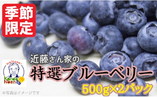 
                  AS-7102 【先行予約】特選ブルーベリー 1000g（500g×2） 【7月下旬以降順次発送】(B-1)
                