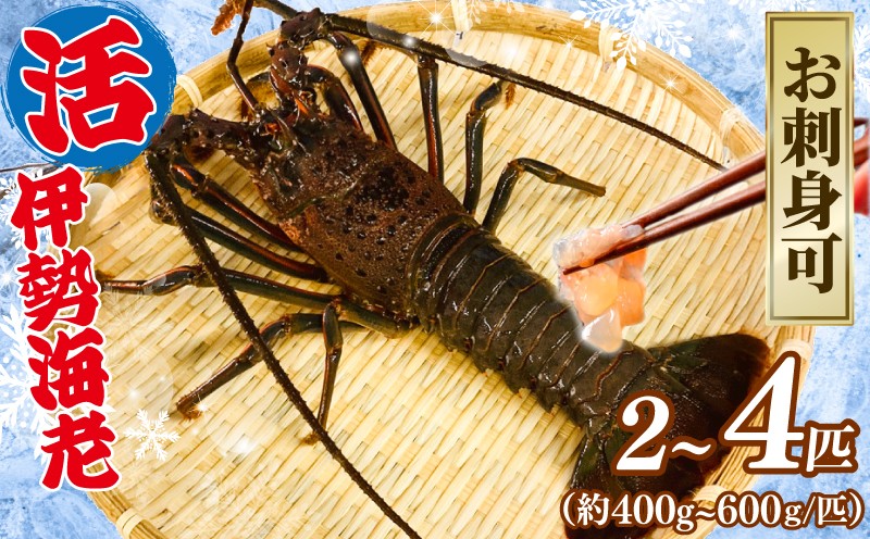 
            活 伊勢海老 【選べる容量】 2匹～4匹（1匹 400～600g） 計約1kg～2kg お刺身可 生食 刺身 産地直送 銚子港 水揚げ 国産 厳選 新鮮 絶品 鮮度 鮮度抜群 贅沢 お造り 味噌汁 天丼 エビマヨ 鬼瓦焼き グラタン 調理 料理 生簀 漁師 お取り寄せ 海鮮 イセエビ エビ 海老 甲殻類 海の幸 水産 ふるさと納税 送料無料 千葉県 銚子市 治吉水産 【8月10日以降順次発送予定】
          