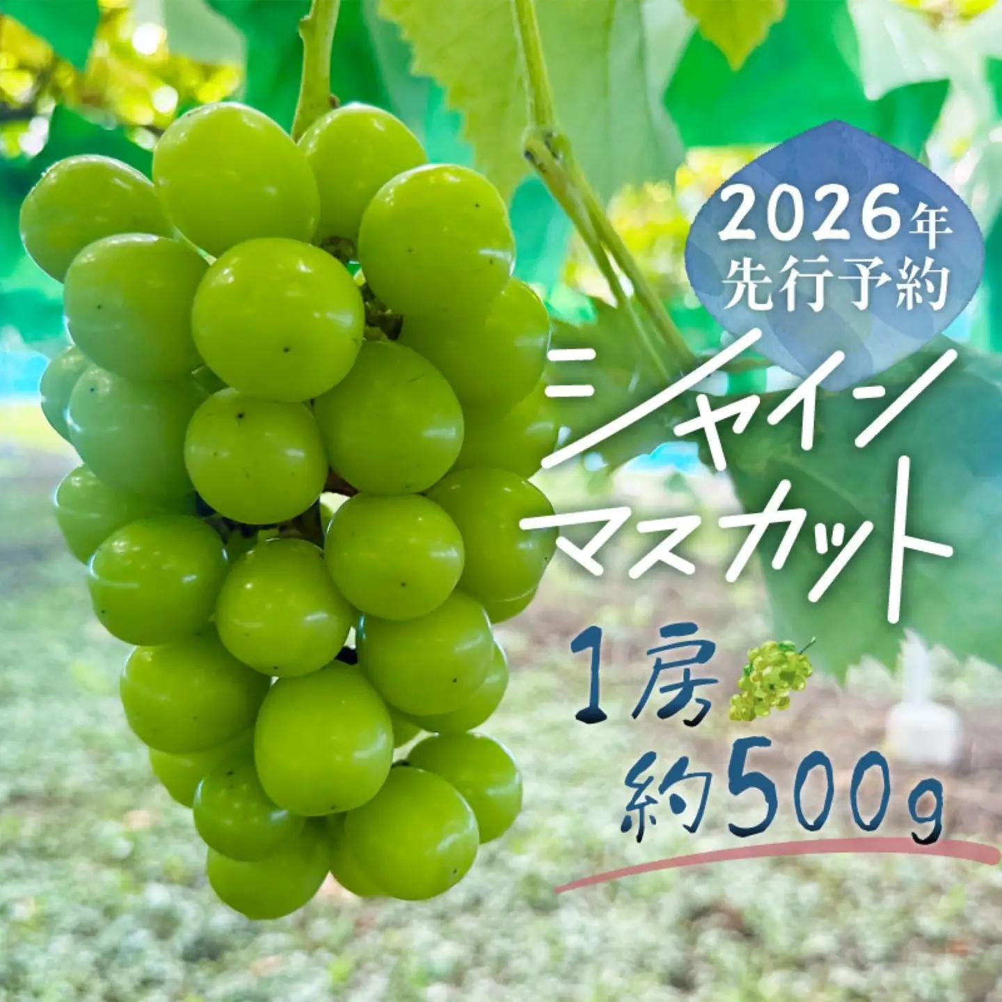 シャインマスカット 1房（約500g）  2026年収穫分　シャインマスカット