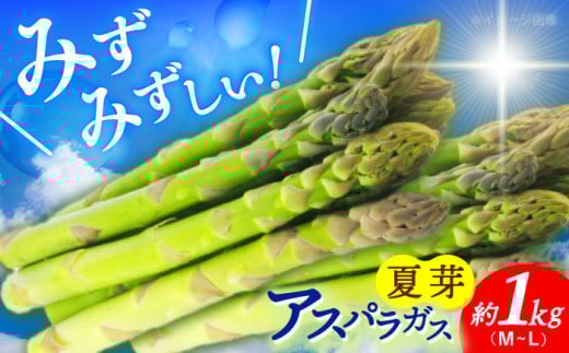 【先行予約】【2025年7月初旬～9月中旬発送分】アスパラガス (夏芽) 約1kg 《小値賀町》【ながさき西海農協小値賀地区園芸部会】 [DAT005] アスパラ アスパラガス あすぱらがす 野菜 やさい 冷蔵 夏野菜 アスパラガス  1万円 以上