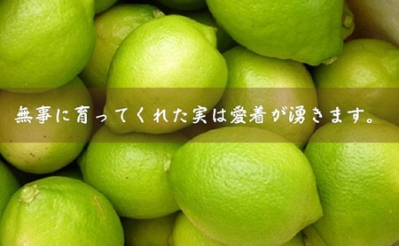 【2025年 先行予約】みどり認定 ハウス栽培グリーンレモン 約2.3kg 国産レモン 香川 果物類／柑橘類／みかん レモン　 