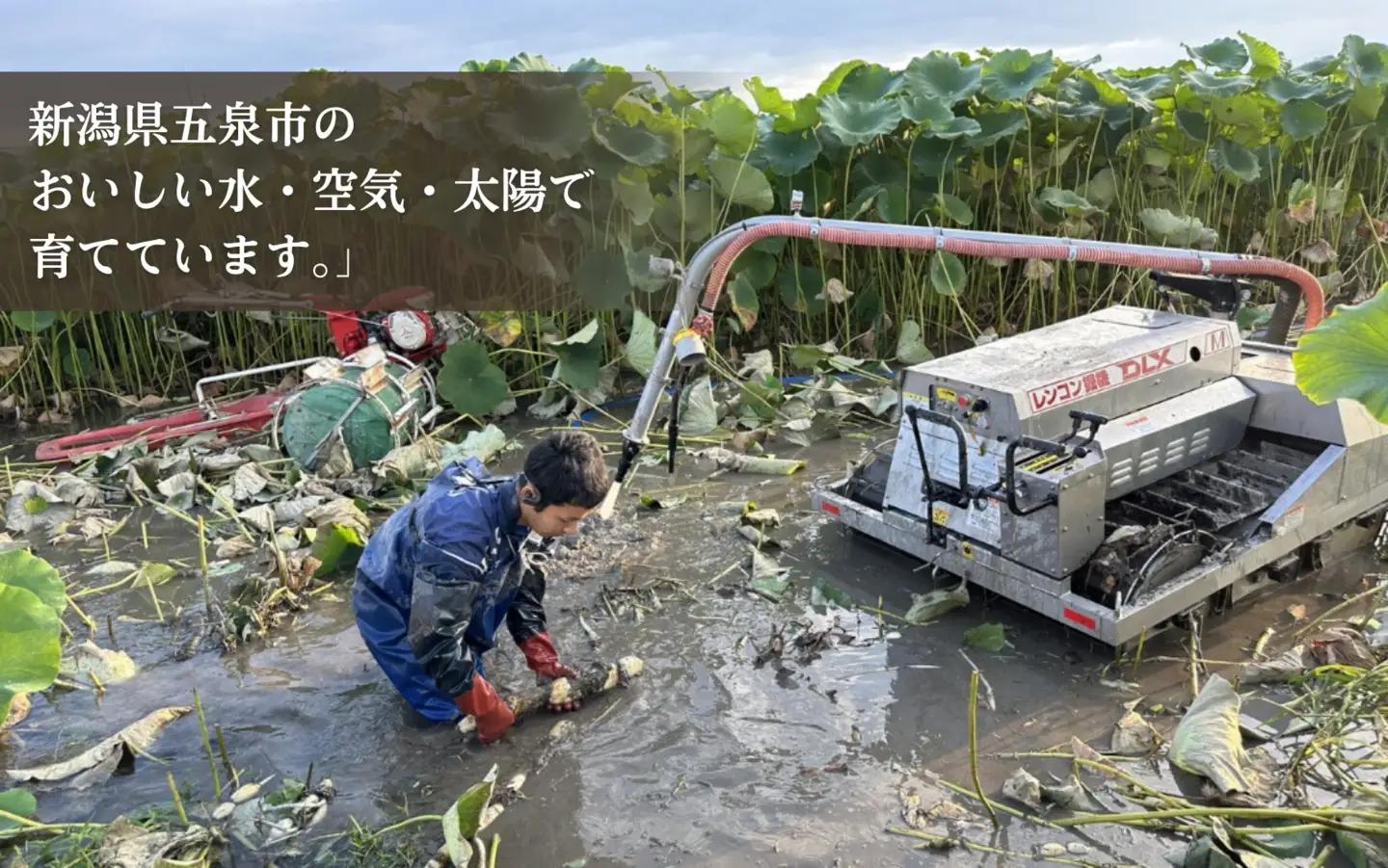 蓮根粉 200g(100g×2個)  | レンコン 蓮根 レンコンパウダー 野菜 根菜 産地直送 国産 新潟県 五泉市 稲餅ふぁーむ