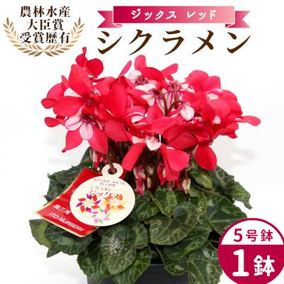 ふるさと納税 設楽町 愛知県産 シクラメン ジックス 5号鉢×1鉢 レッド 花 生花 ガーデニング