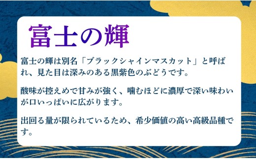 朝日町産 ぶどう 「富士の輝」700ｇ特秀品 2026年産 農家直送 山形県 朝日町産 山形産 高級 ブドウ 葡萄 グレープ 果物 フルーツ 秋 送料無料