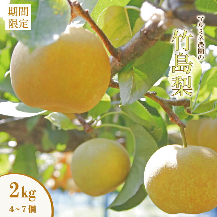 【ふるさと納税】 数量限定 早期受付 マルミネ農園 の 竹島梨 2kg （4～7個） 国産 高知 四万十市 四万十 しまんと 梨 ナシ 幸水 豊水 凛花 なし 果物 くだもの 新鮮 農園 フルーツ デザート おやつ ジューシー 旬 産地直送 送料無料 【2025年8月中旬～9月下旬発送】25-547