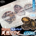 【ふるさと納税】【先行予約】日本海若狭湾【活きたまま天然アワビ約600g】海水パックにてお届け！【2024年12月上旬以降順次発送】