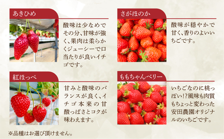 先行予約 菜の花いちご6~8粒入 4パック 大粒 2026年1月~発送開始 イチゴ いちご 苺 果物 くだもの フルーツ 贅沢品 贈答品 高級品 ブランド 先行予約 お取り寄せ 田原市 産地直送 送料