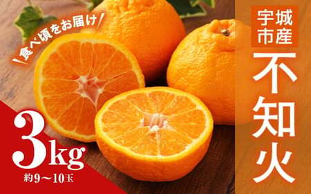 不知火 【先行予約】 不知火約3kg【うちやま果樹園】【2025年3月上旬から6月下旬発送予定】 柑橘 しらぬい  熊本県産不知火 宇城市産不知火 国産不知火 不知火デコポン®  デコポンの品種名が不知火 デコポン® デコポンはJA熊本果実連の登録商標 デコポン発祥の地