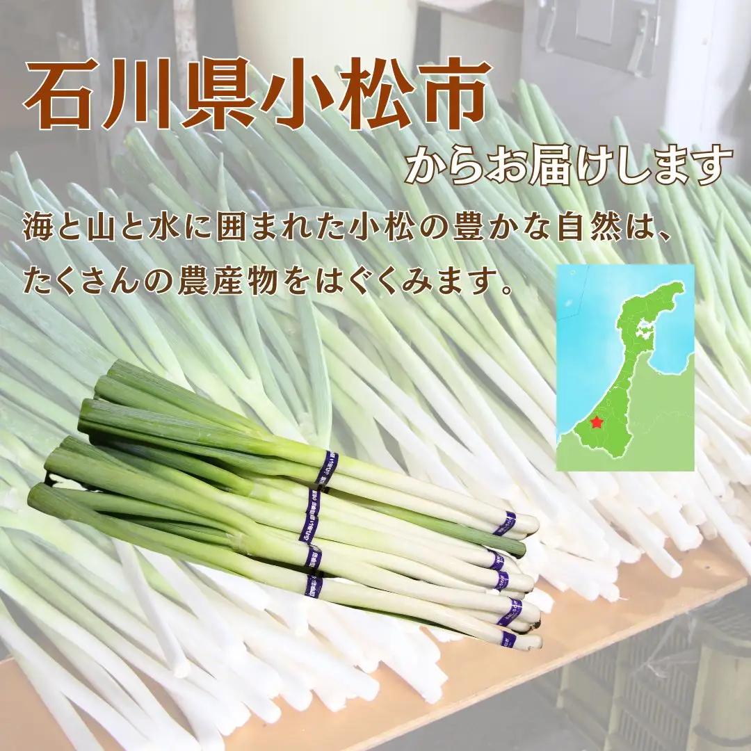 ネギ しろねぎ 長ネギ 3kg | 石川県 小松市 JAあぐり