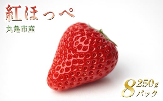 【2026年2月から発送】 いちご 紅ほっぺ 2kg 250g×8パック 丸亀産 フルーツ 果物 おやつ 旬 産地直送 旬の果物 旬のフルーツ お取り寄せ 冷蔵 くだもの イチゴ デザート スイーツ 果汁 甘い ふるさと納税いちご ふるさと納税フルーツ 国産 香川県 丸亀市