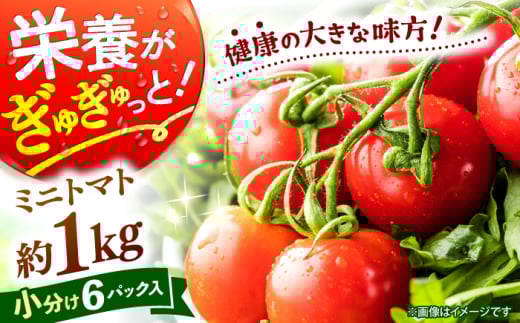 ミニ トマト 計1kg（小分け6パック）＜ファゼンダ坂本＞ [CGP001] ミニトマト とまと 野菜 新鮮 赤 ミニとまと 長崎 西海 とまと トマト 小分け