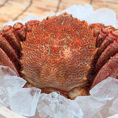 ふるさと納税 森町 【噴火湾産】産地直送 浜茹で毛ガニ(約600g前後〜700g前後)×1杯 |  | 01