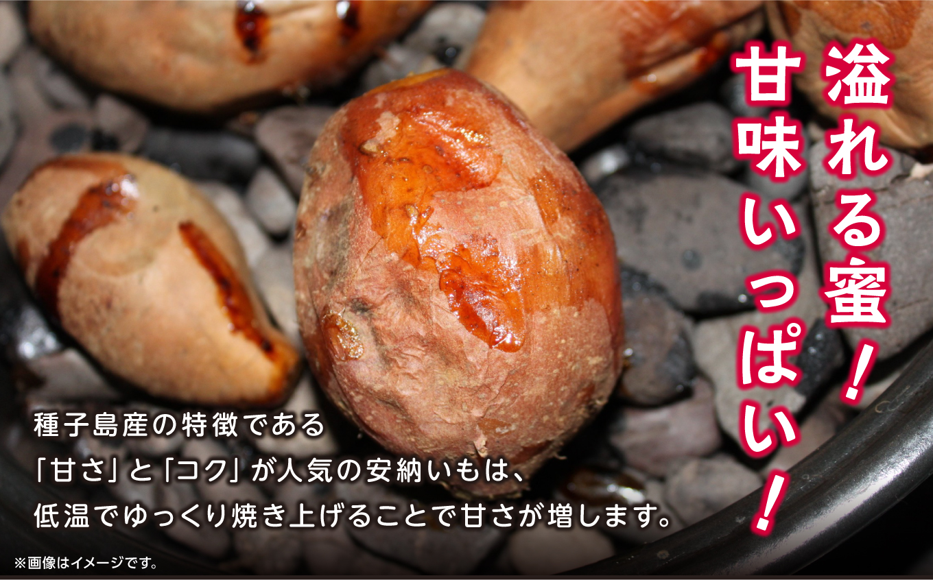  【先行予約】本場 種子島産 天然スイーツ 種子島 安納いも 10kg 詰め合わせ さつまいも さつま芋 安納芋 焼きいも 甘い ねっとり スイーツ おやつ 10キロ たねがしま 人気 南種子町 鹿児
