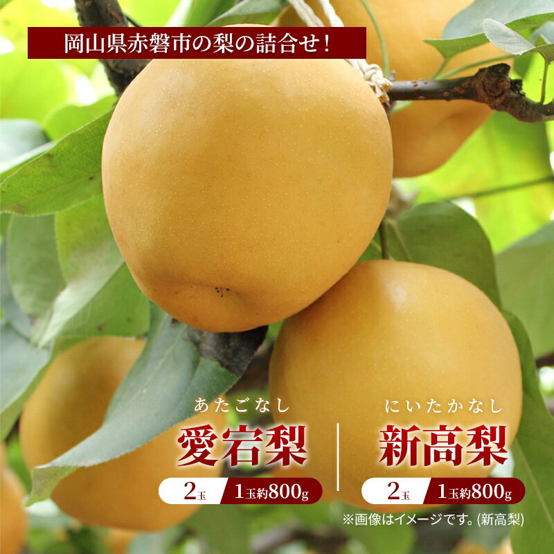 【ふるさと納税】梨 2024年 岡山県赤磐市 梨の詰合せ！ 愛宕梨 2玉・新高梨 2玉 合計約3.2kg フルーツ なし 果物 岡山のフルーツ 岡山の果物 国産 日本産 日本一大きい梨 しっとり 秋の果物 秋の味覚 　お届け：2025年11月下旬～2025年12月中旬