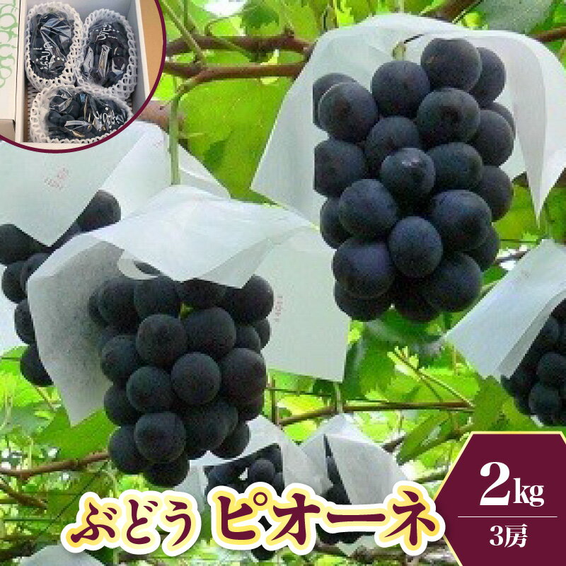 【ふるさと納税】ぶどう （ ピオーネ ） 2kg 3房 果物 フルーツ お取り寄せ 産地直送 送料無料 東北 山形県 上山市 0009-2603